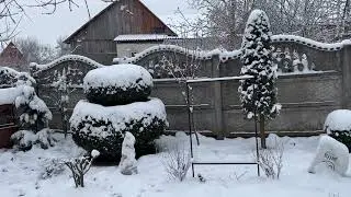 Недоробки в квітнику ,які видно при перших морозах ❄️ чорно- біле відео😊