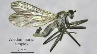 The impact of climate change on Wiedemmania simplex in the Cairngorms.