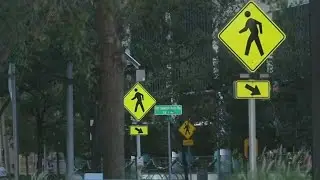 Fort Lauderdale moves to cut aging olive trees despite backlash
