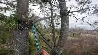 Topping Pines along double stack 3phase part 2