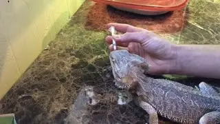Trying To Cure My Bearded Dragon Of Internal Parasites!!!