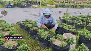 KUNJUNGAN WISATA PETIK STRAWBERY MENURUN PASCA LIBUR PANJANG | ATV MALANG RAYA
