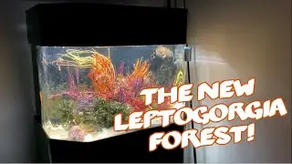 The New Leptogorgia Forest!