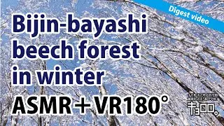 【ASMR＋VR180&deg;】Bijin-bayashi beech forest in winter_Digest video（英語 English）