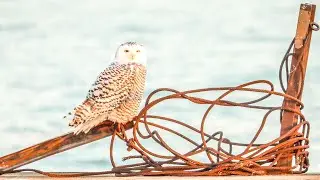 Snowy Owls Montrose Beach in Chicago this morning.