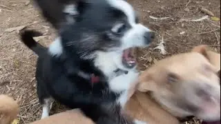 Chihuahua gets rescued by turkey and chicken sanctuary. Then things get interesting.