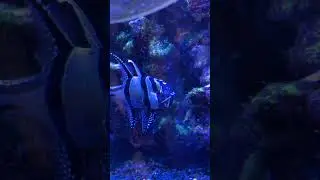 Bangai Cardinal Fish 