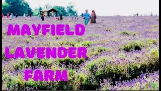 Mayfield Lavender farm / Banstead/Farm/Public Display/TaurusBullTheWanderer