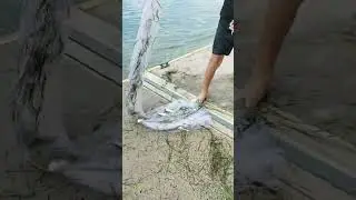Unexpected Catch While Cast Netting on the boat ramp on Bribie Island QLD
