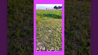 Wahla Zarai Farm #agriculture #farming #crops