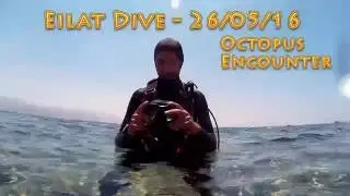Eilat Dive - 26.05.16 - Octopus Encounter