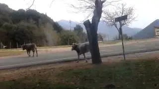 The Graceful Cow
