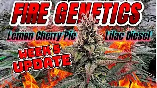 Ethos Genetics, неделя 5: ледяной пирог с лимоном и вишней и сиреневый дизель!
