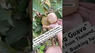 Red king Guava Plant Available 7318804349