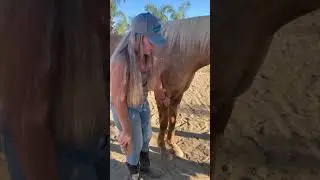 Beginner horse grooming tips