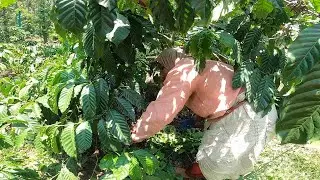 ROBUSTA PLANT COFFEE PRUNING|THANK YOU MY 30K FAMILY ON INSTAGRAM