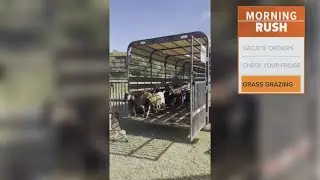 Cedar Hill brings in goats to control vegetation
