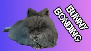 Can you bond with your pet? See how Bunny Blue reacts! #bunny #bonding #lionheadrabbit
