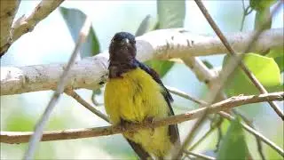 Brown-throated Sunbird