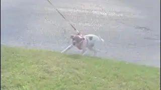 JRT on flexi leash runs for my dog!! #shorts