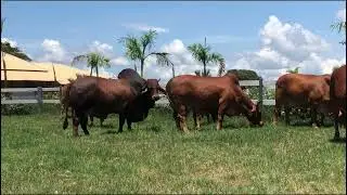 Guerreiro o super astro da raça Sindi , melhor touro de todos os tempos pra fazer M e F superiores.