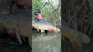 Koleje rybki i brania #carpfishing #carp #fishing #lake #fishinglife #angler