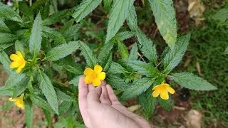 Beautiful yellow flowers