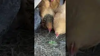 Here&rsquo;s my flock!
