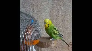 Найулюбленіший фрукт Кєшкі❤️