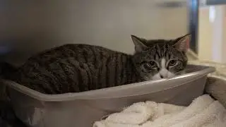 Pets and Personalities  on Parade  - January 29, 2026
