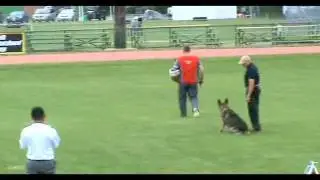 Jabina Gustav protection, World Masters Dog Sport Tournament