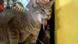 Catnip Gone Wrong!