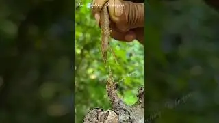 Almond grafting for fruit plants-advance technique of fruit trees grafting #satisfying #grafting