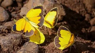Sleepy Orange Butterflies Puddling on Maui, Hawaii