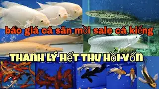SALE CÁ SĂN MỒI VÀ CÁC DÒNG CÁ CHÉP...