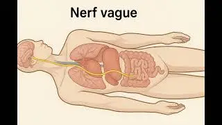 Méditation détente système nerveux