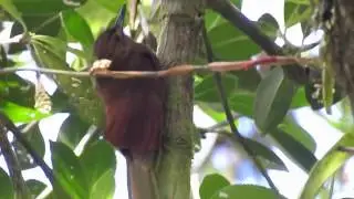 Tyrannine  Woodcreeper