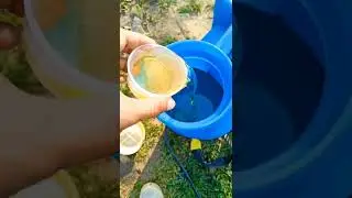 Tree Spray Oil In Apple Orchard