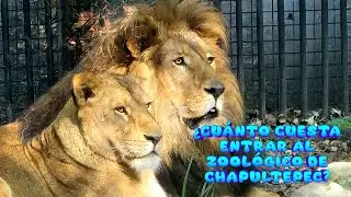 &iquest;CU&Aacute;NTO CUESTA ENTRAR AL ZOOL&Oacute;GICO DE CHAPULTEPEC? RECORRIDO COMPLETO |💎TITO AR&Eacute;VALO💎