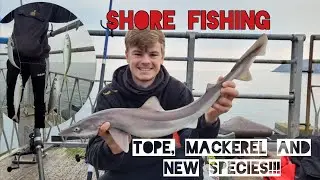 Shore fishing - Tope, mackerel and new species! Llandudno pier