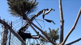 Prize winning Preying Mantis Junk Yard Art Sculpture