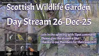 LIVE 🔴 Bird Feeders, Wildlife Cameras Scotland UK from Scottish Wildlife Garden