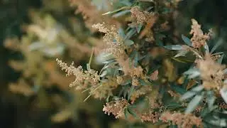cinematic calming nature video 4K