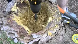 How To Make a Stump Planter
