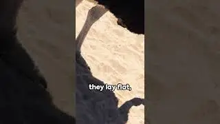 Do Ostriches Really Bury Their Head?