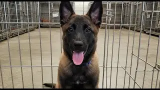 🐾🔥 Mặt Ngực 4 Chân Đen Cực Đẹp – Hàng Chất Cho Anh Em Nuôi Chơi, Huấn Luyện Chuẩn Bài!