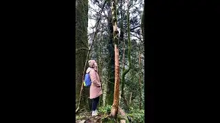 #Shorts Relict Forest in Sochi