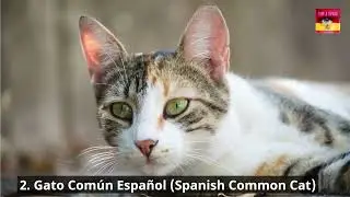 Top 3 Spain Pets