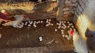 Daily Routine Eggs Collection | poultry farming business plan | BAHOO FARM
