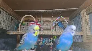 Daily Life with Parrots